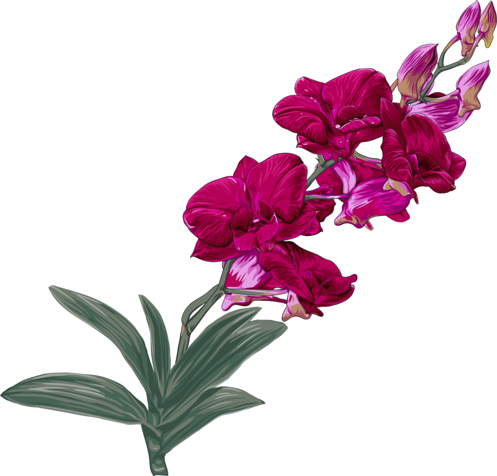 Botanical drawing with orchid flower. png