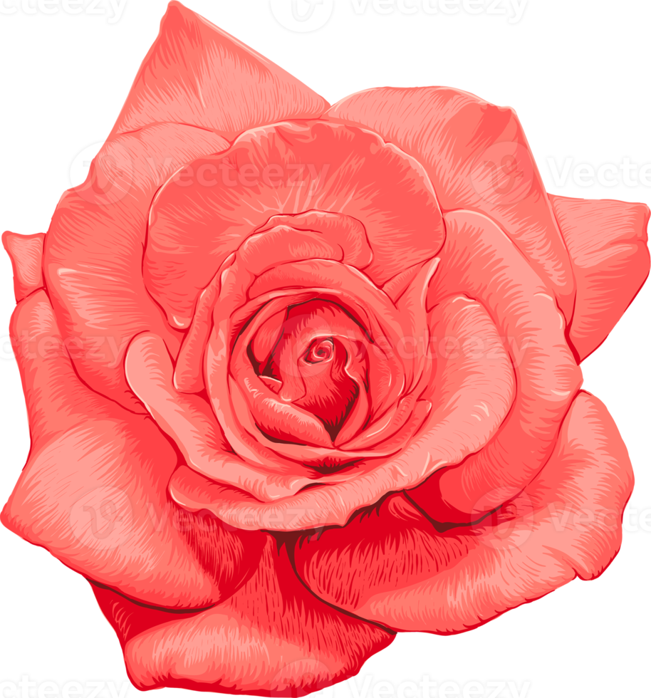 Botanical drawing with rose flower. png