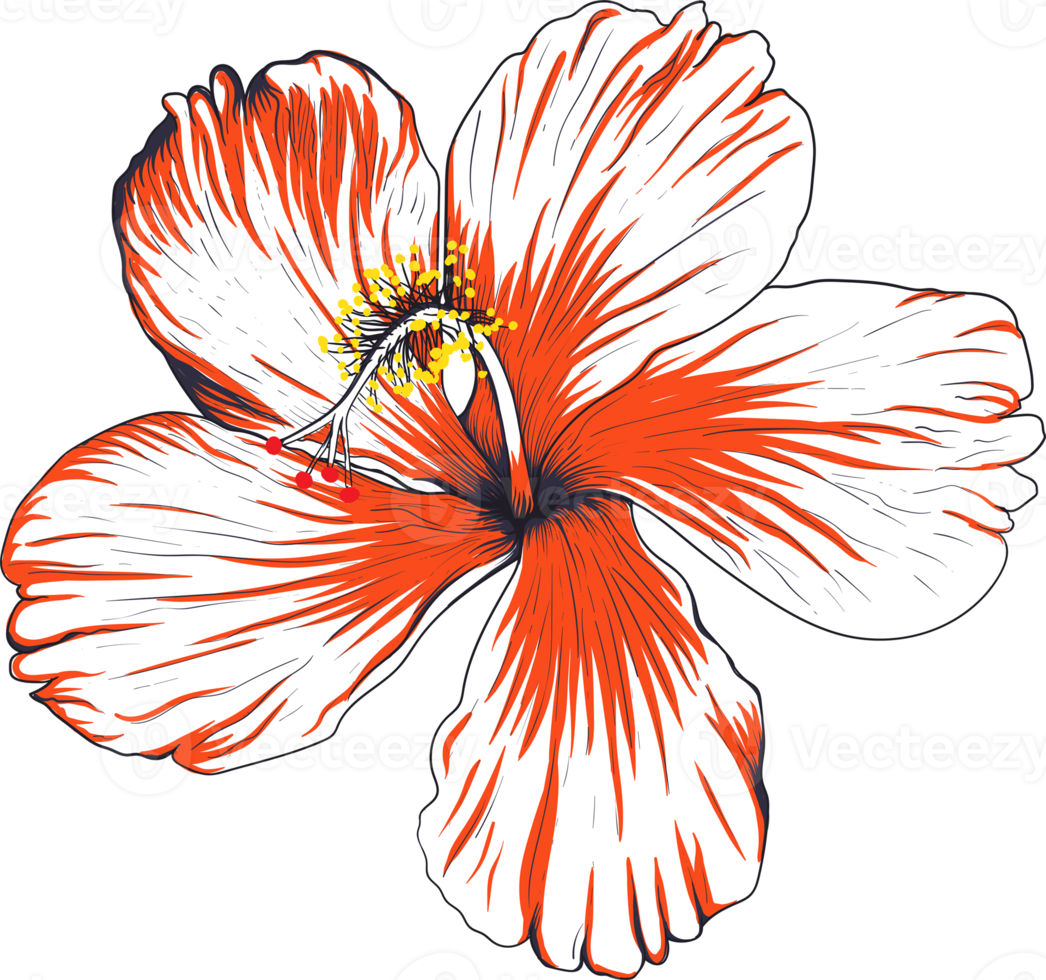 botanisch tekening met hibiscus bloem. png