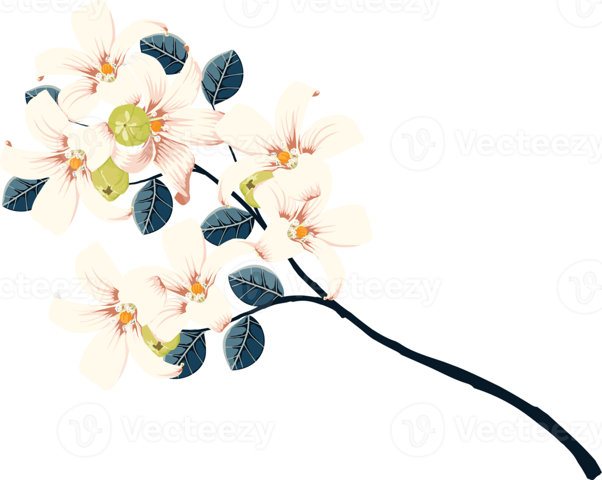 botanisk teckning med orange jasmin blomma. png