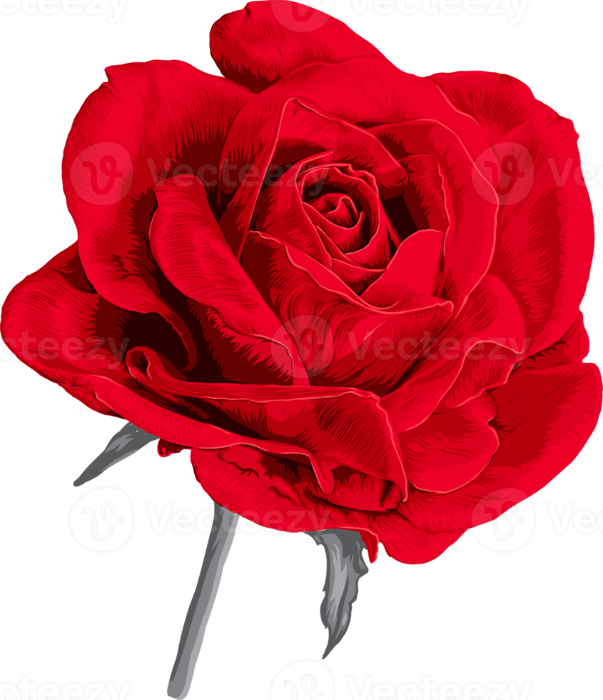 Botanical drawing with  red rose flower. png
