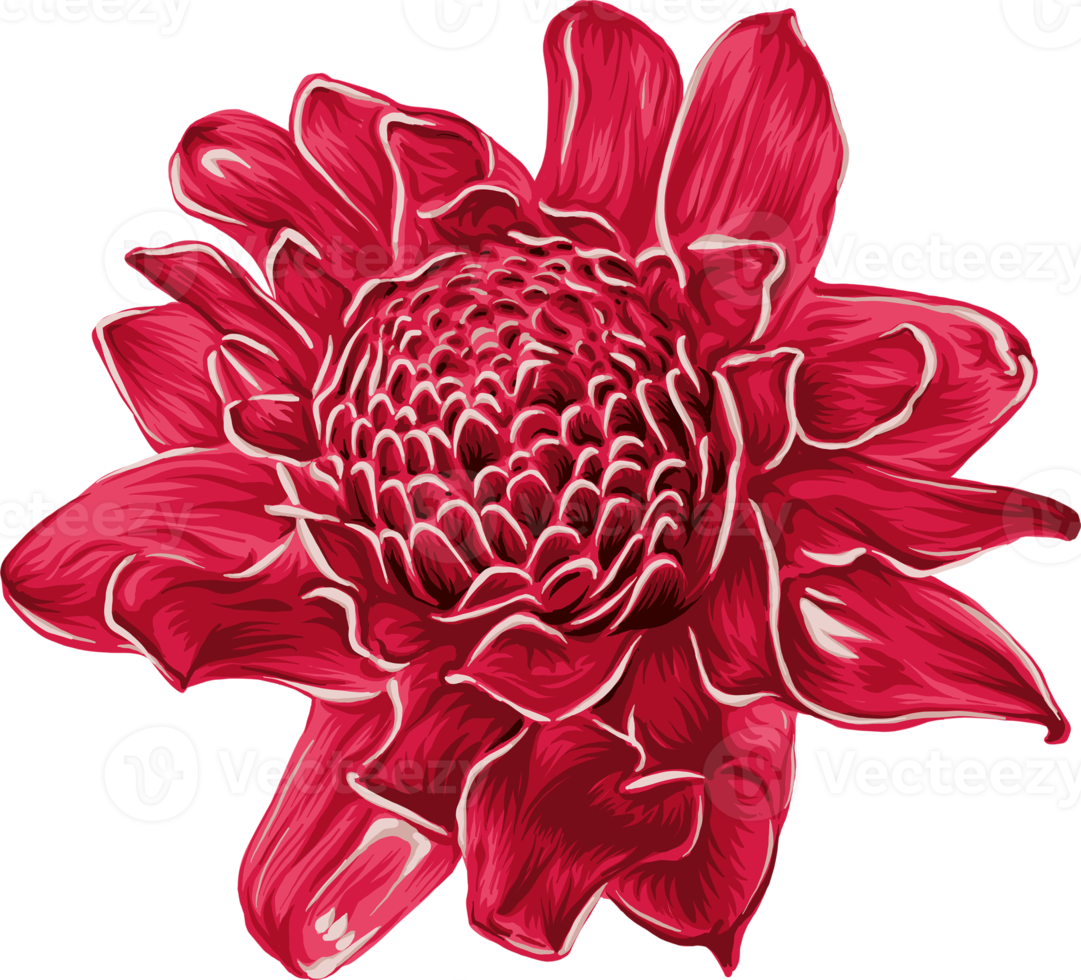 Botanical drawing with dahlia flower. png