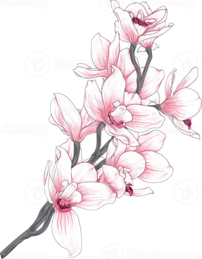 botanisch tekening met orchidee bloem. png