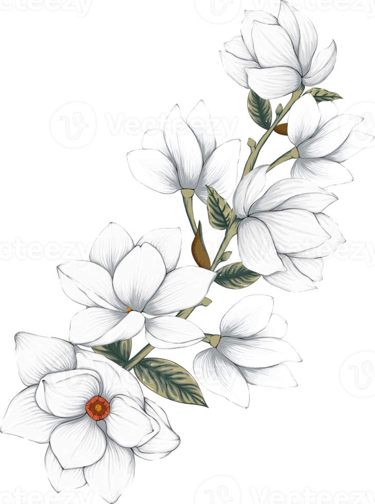 Botanical drawing with white magnolia flower. png