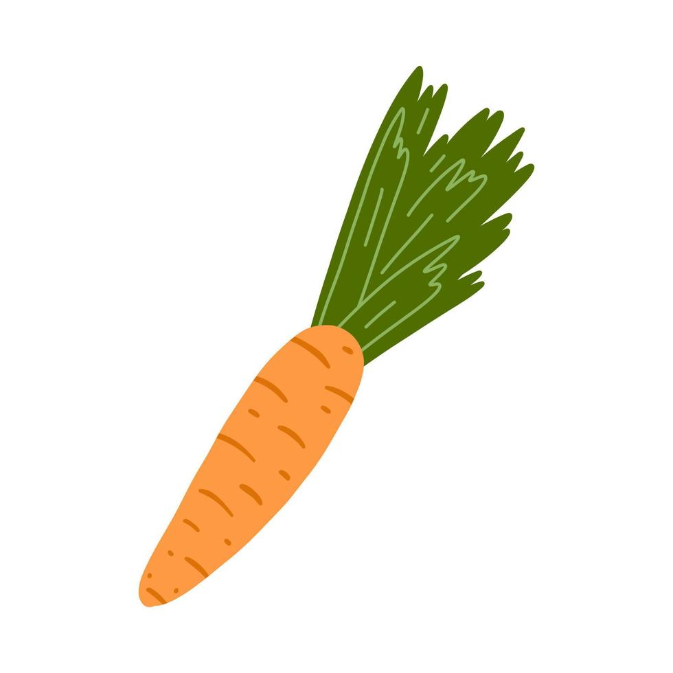 Vector illustration of fresh carrot in cartoon flat style. Hand drawn vegetable, healthy vegan food.