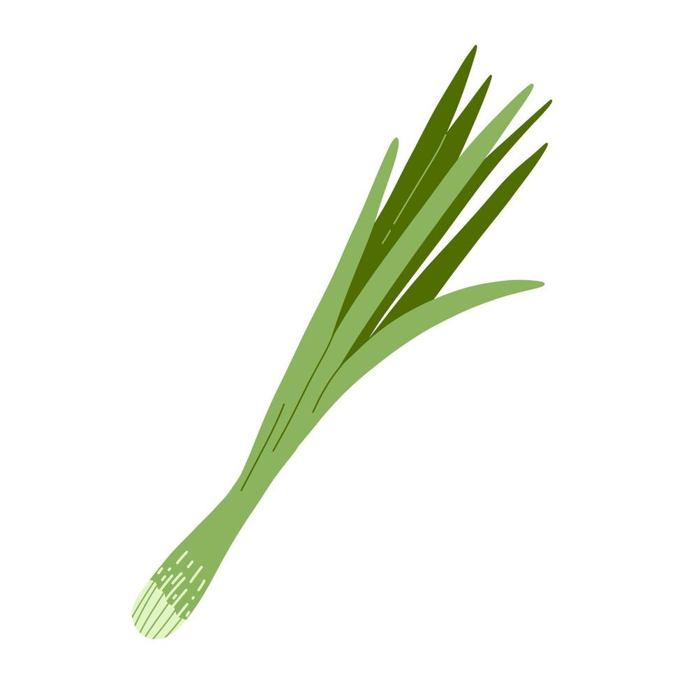 Vector illustration of green fresh onion in cartoon flat style. Fresh vegetable, healthy vegan food.