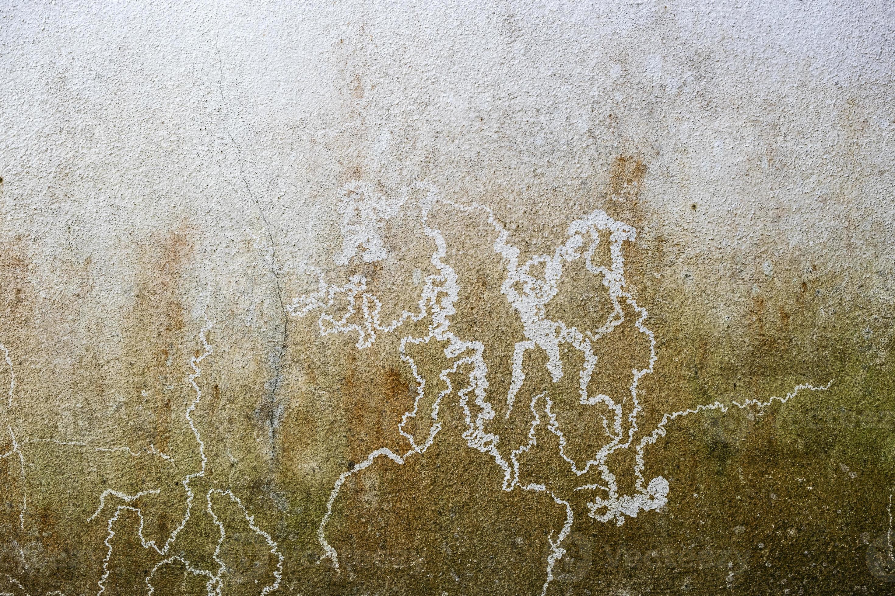 Wall with fungi and mosses in a region of high humidity 19859405 Stock Photo at Vecteezy