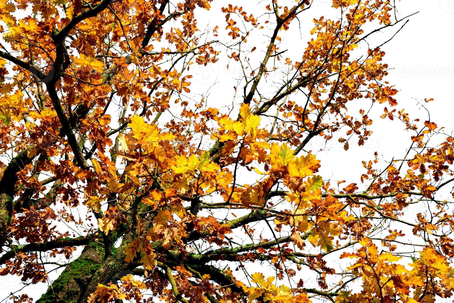 Low angle view of autumn tree with branch and yellow and orange leaves. Beautiful autumn leaves. Fall season, October background. Orange foliage in fall forest. Autumn tree in park. Beauty in nature. photo