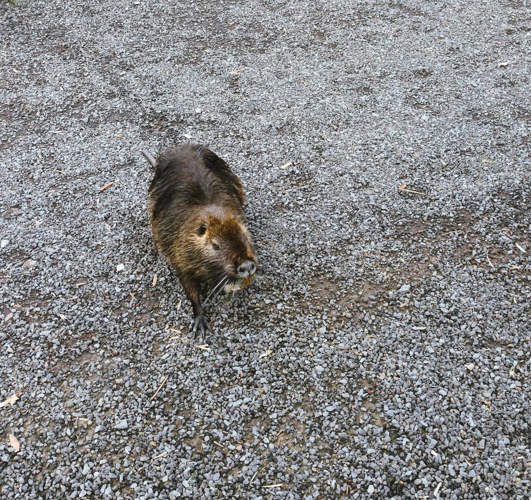 Wild animal Muskrat, Ondatra zibethicuseats, eats on the river bank. Muskrat, Ondatra zibethicus, water rodent in natural habitat. photo