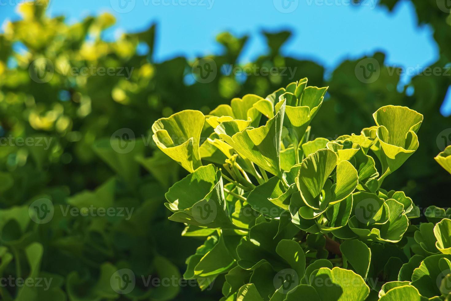 Fresh bright green leaves of ginkgo biloba. Natural foliage texture background. Branches of a ginkgo tree in the botanical garden in Nitra in Slovakia. photo
