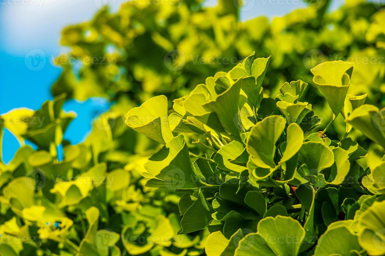 Fresh bright green leaves of ginkgo biloba. Natural foliage texture background. Branches of a ginkgo tree in the botanical garden in Nitra in Slovakia. photo