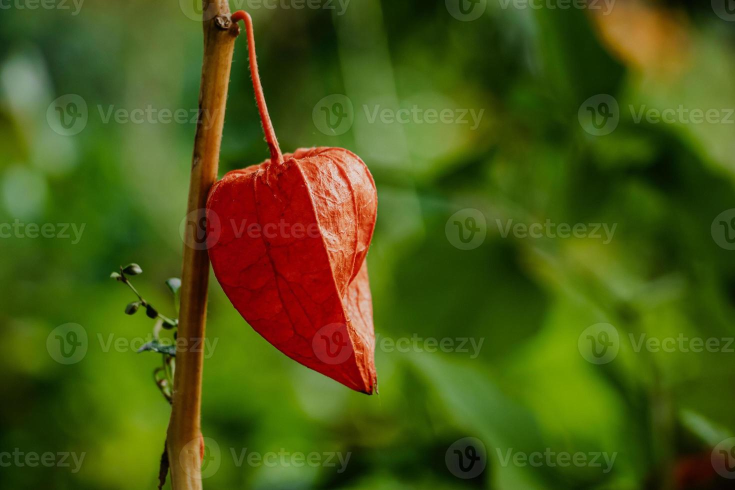 primer plano de physalis alkekengi rojo. fruta exótica en rama. linterna china, linterna japonesa, baya molida. foto