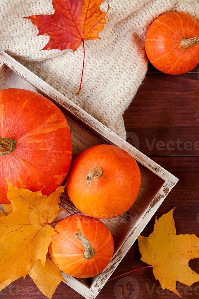 otoño fondo plano la. calabazas maduras en caja, hojas amarillas y una bufanda tejida sobre fondo de madera. concepto de acción de gracias y halloween. foto