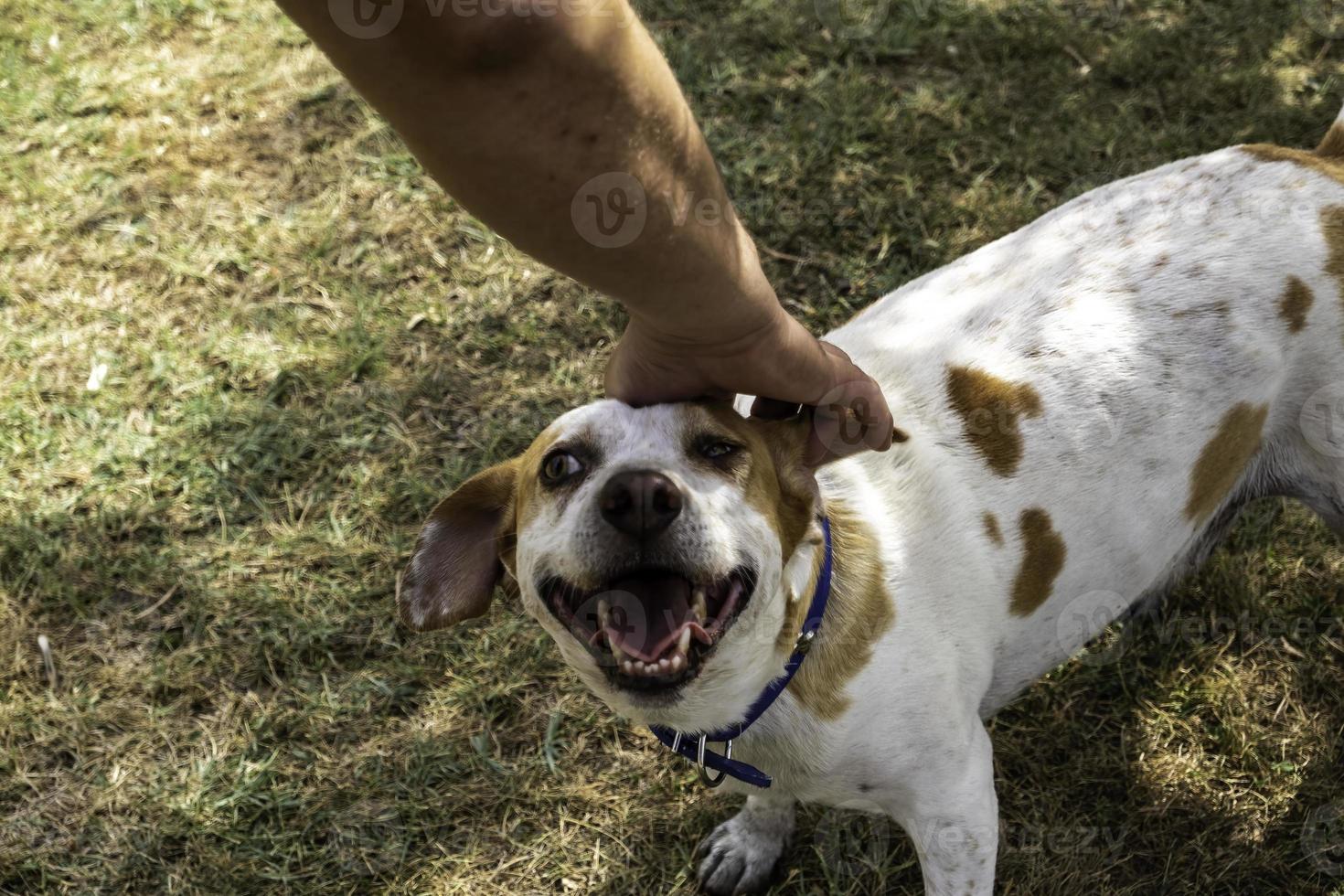 Petting a call dog photo