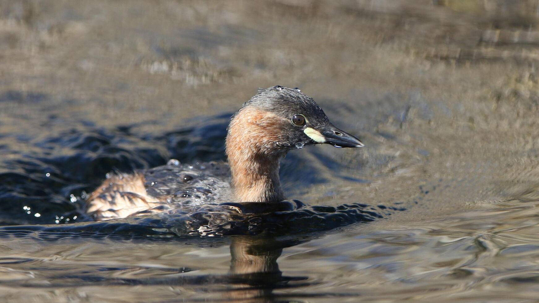 Pacific black duck, Anas superciliosa, Mallard duck around the lake photo