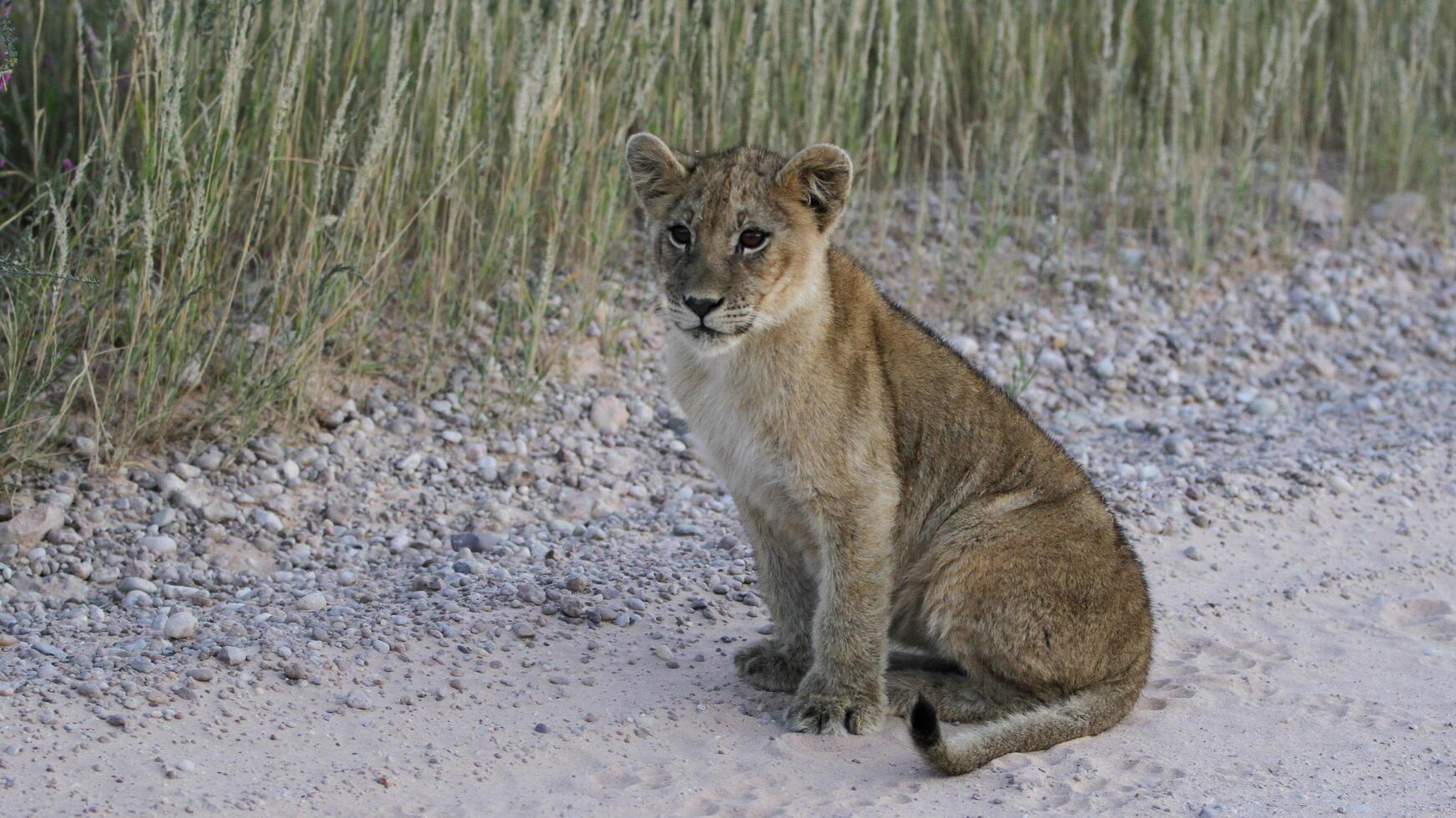 Young male Lion starring, Kalahari desert, Kgalagadi transfrontier park, South Africa photo