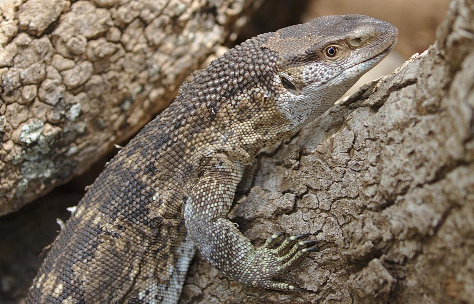 El lagarto monitor de roca varanus albigularis en el monitor hroated vive en Sudáfrica foto