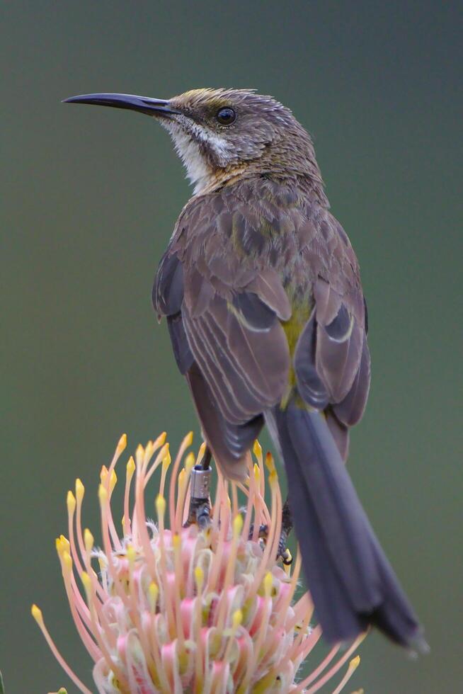 cuervo del cabo o cuervo negro corvus capensis caza pinzón pelirrojo, cuervo mono, disparo a la cabeza foto