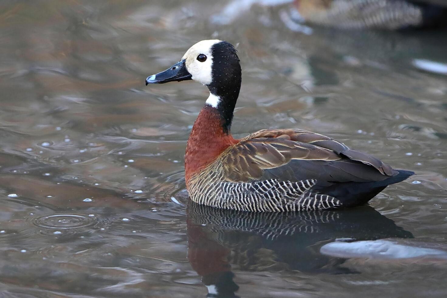 soporte de pato negro junto a un estanque o lago, los patos pastan en el campo foto