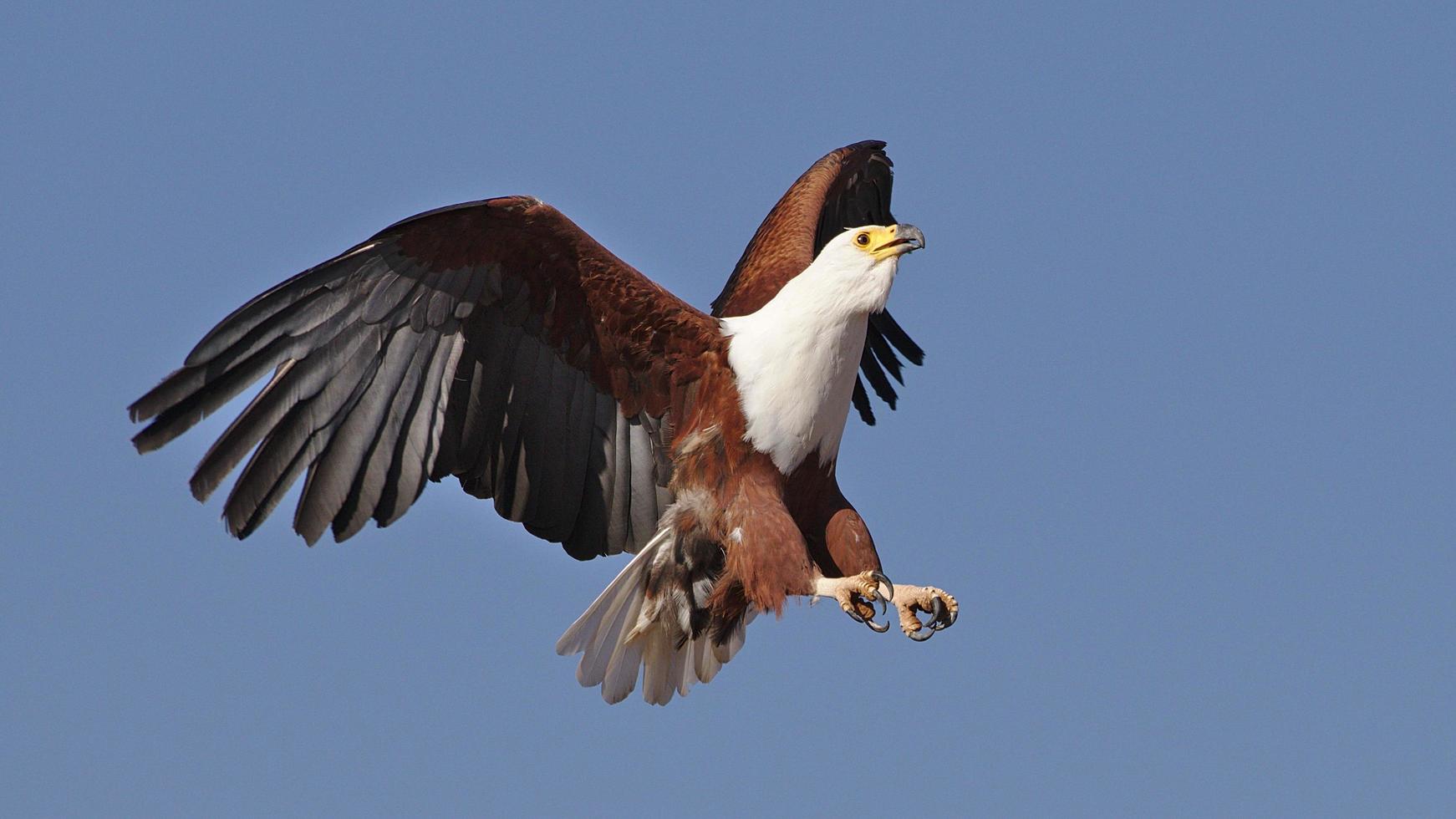 African fish eagle perched on snag, African fish eagle, photo