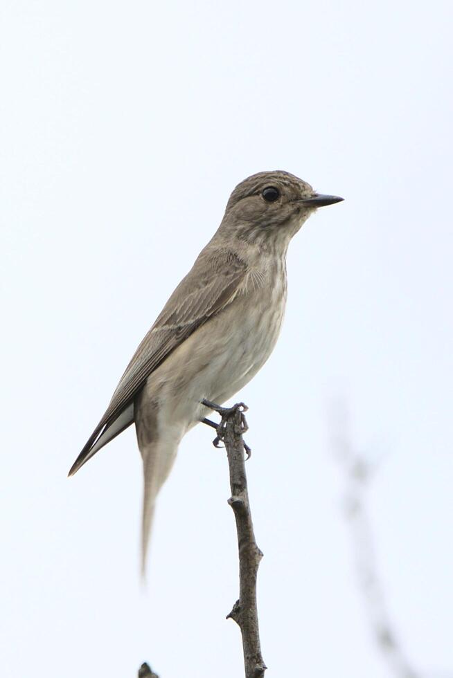 río naranja ojo blanco zosterops pallidus, zosterops pallidus, es un pequeño pájaro paseriforme foto