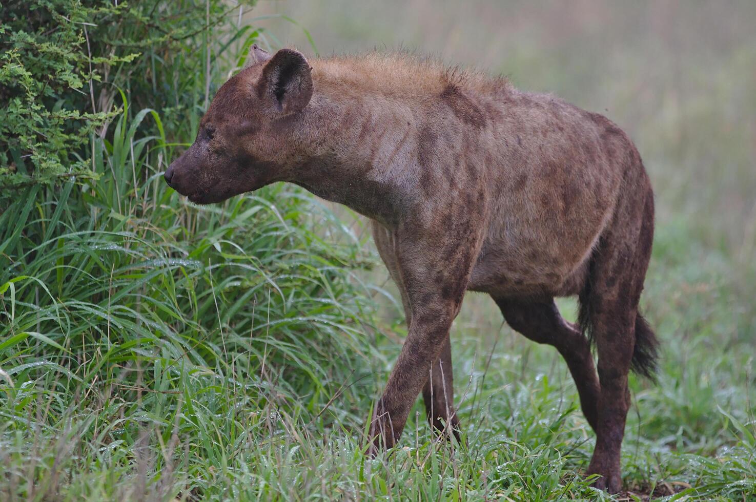 Spotted hyena in the Masai Mara National Park, Beautiful sunset or sunrise in Amboseli photo