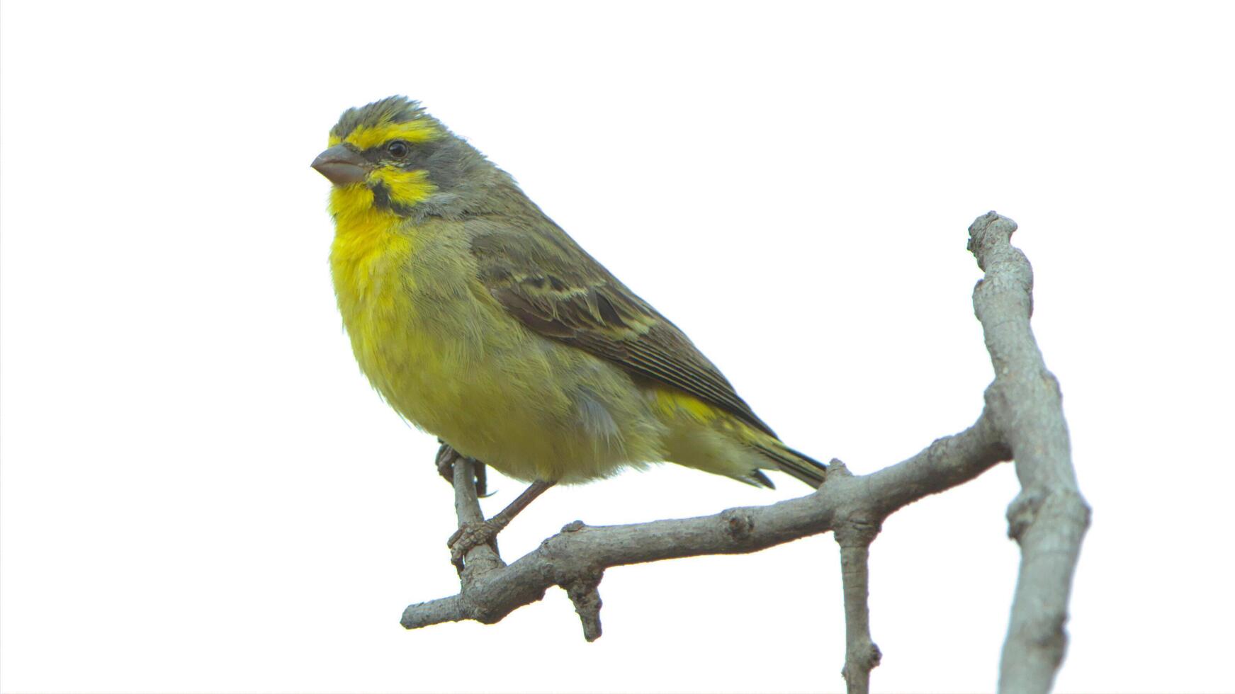 Orange River White-eye Zosterops pallidus, Zosterops pallidus, is a small passerine bird photo