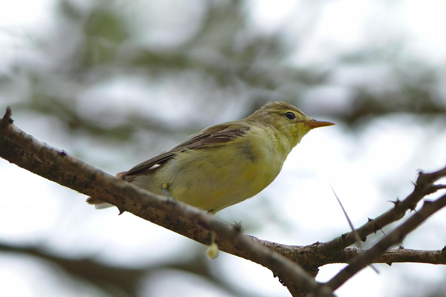 el ceniciento mosquero musicacapa caerulescens es un especies de pájaro, madre pájaro cerca foto