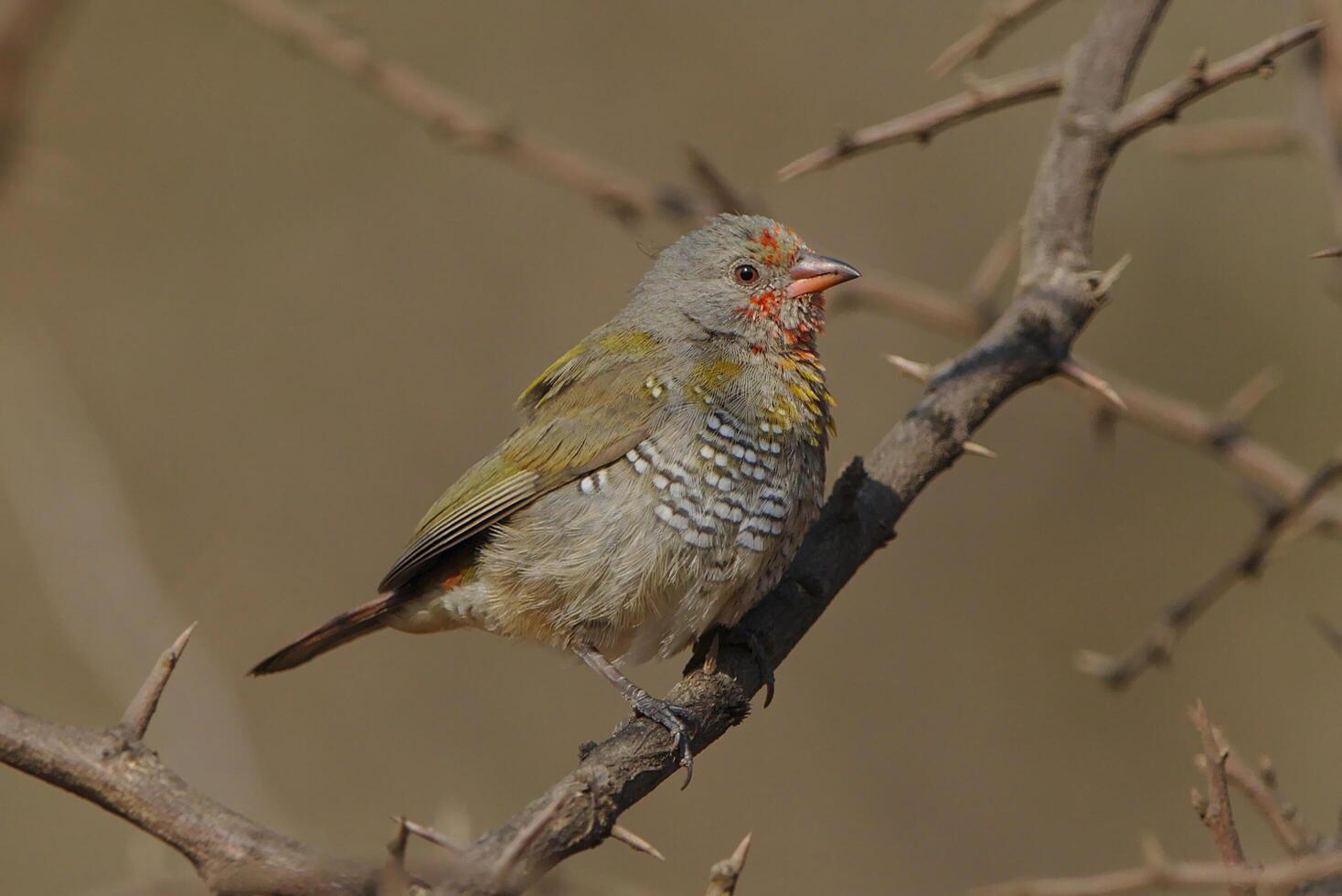 Olive-backed Pipit Anthus hodgsoni Beautiful Birds, oriental pipit bird at farmland. photo