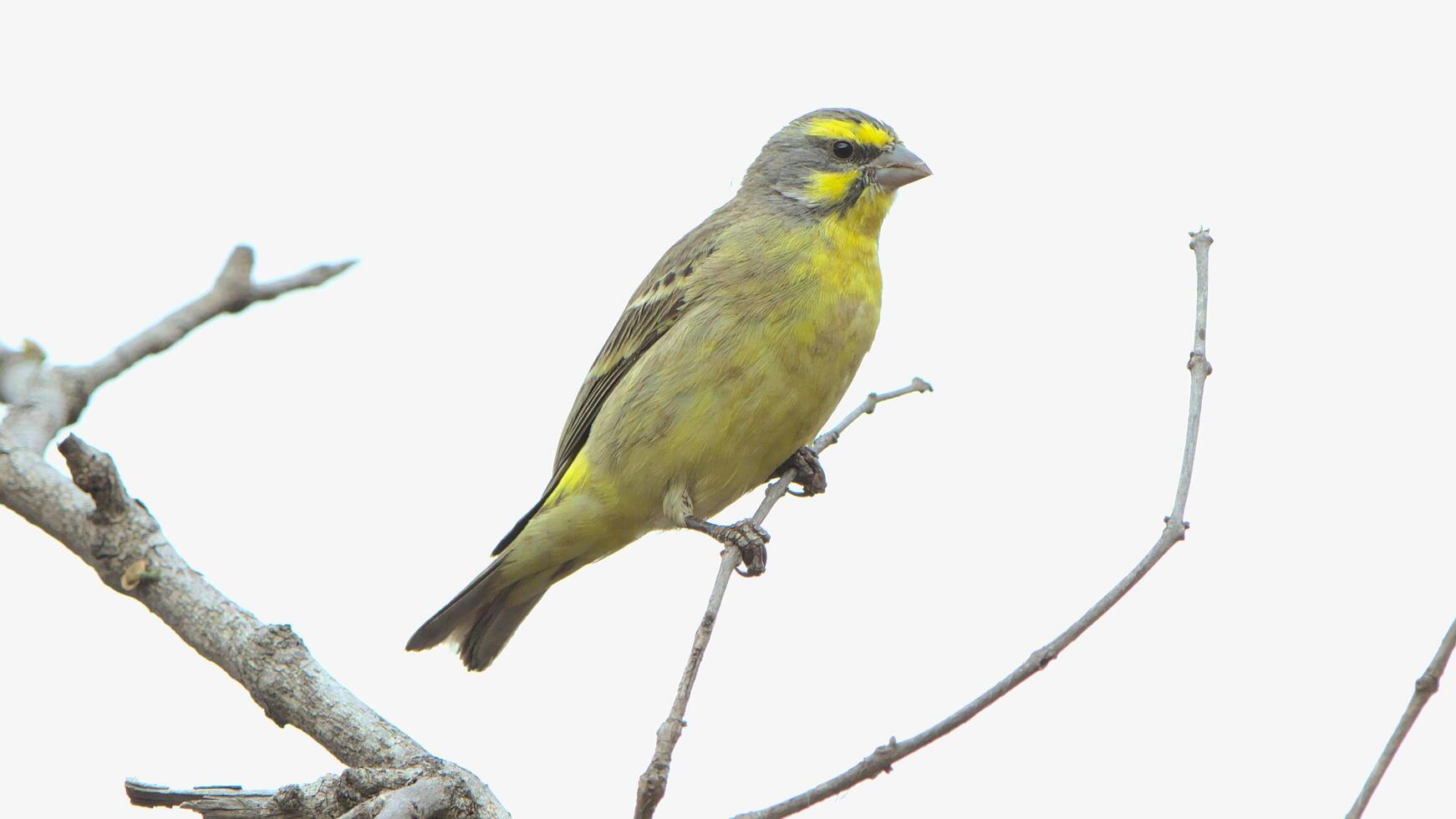 Orange River White-eye Zosterops pallidus, Zosterops pallidus, is a small passerine bird photo