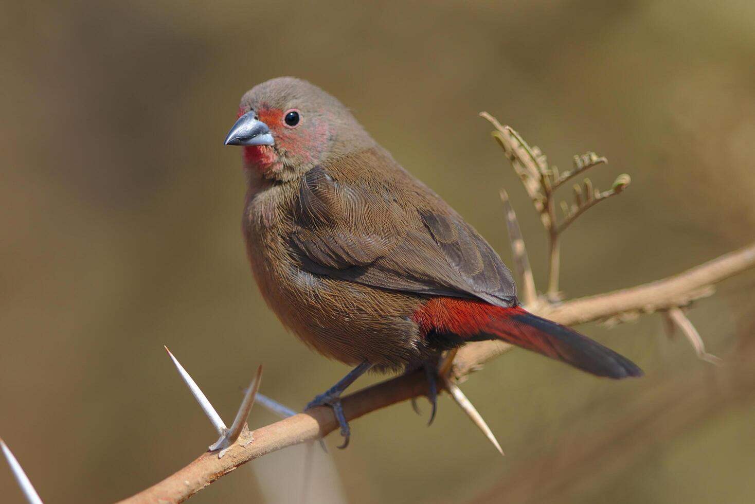 curruca de sauce, curruca de sauce phylloscopus trochilus. foto