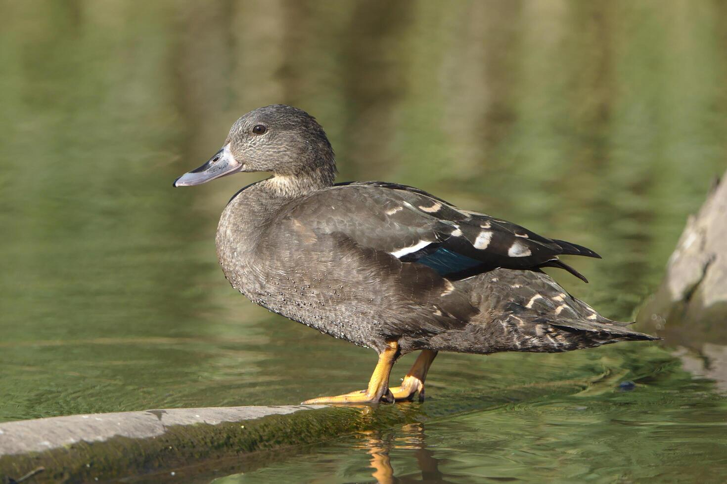 soporte de pato negro junto a un estanque o lago, los patos pastan en el campo foto