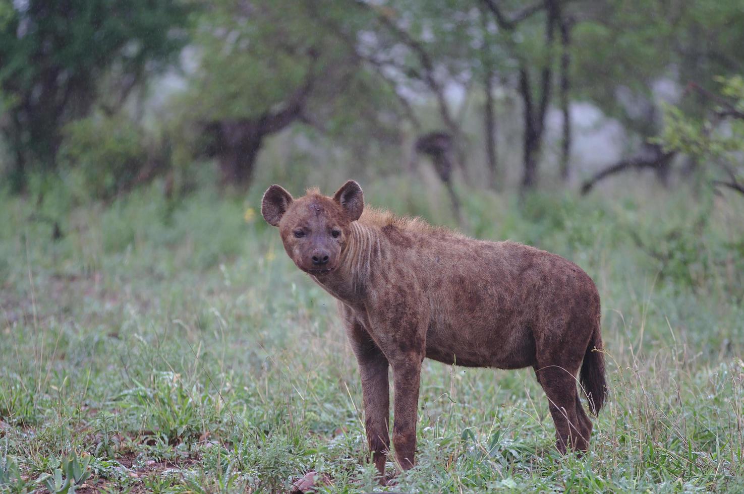 hiena manchada en el parque nacional de masai mara, hermosa puesta de sol o amanecer en amboseli foto