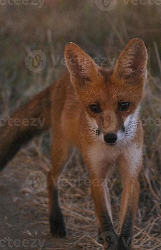 curious red furred babyfox in the woods photo