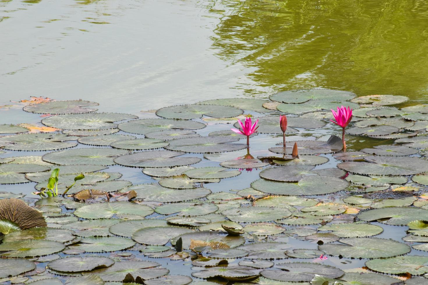 floreciente loto flores y hojas belleza naturaleza en lago phatthalung foto