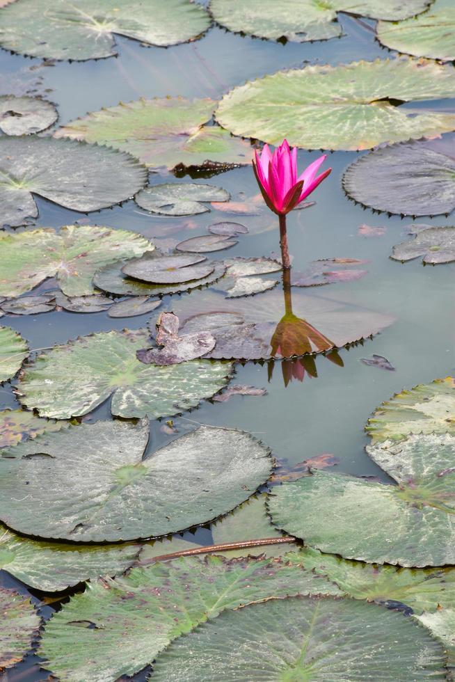 blooming lotus flowers and leaves beauty nature in lake phatthalung photo