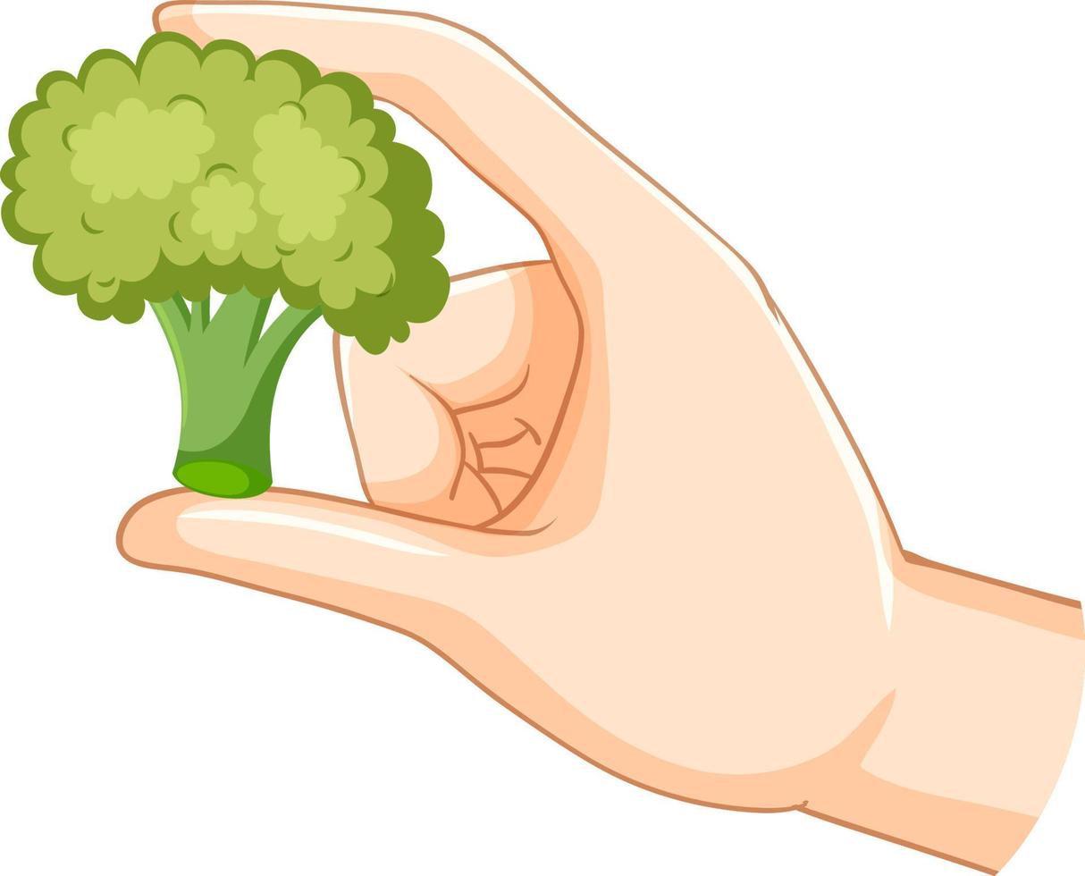 Hand holding broccoli isolated vector