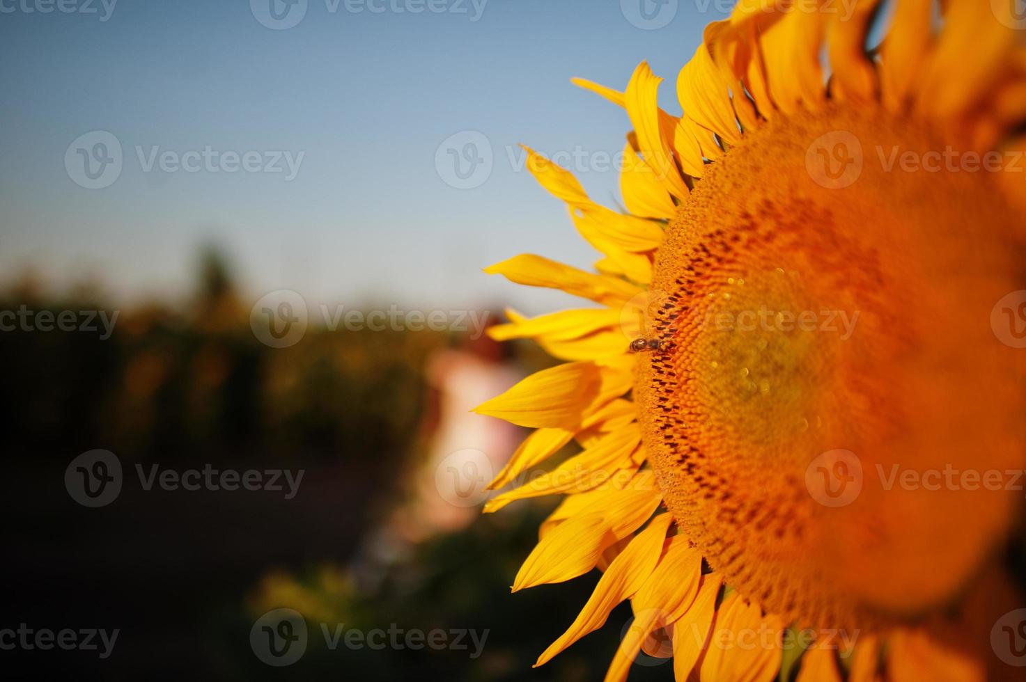 vista asombrosa del girasol en el campo en sunet. foto