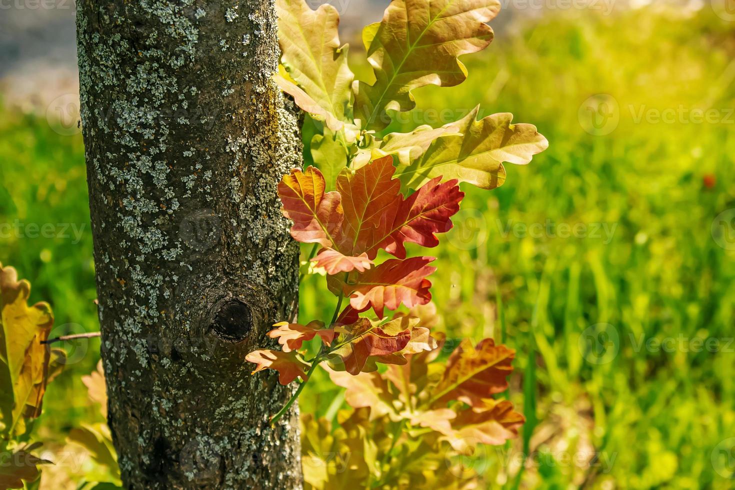 Leaves of PEDUNCULATE OAK on a bright sunny summer day. The Latin name of the plant is QUERCUS ROBUR L. photo