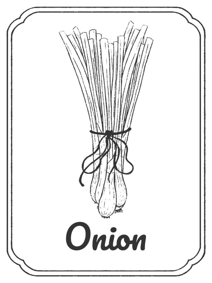 Onion ink sketch. Isolated on white background. Hand drawn vector illustration. Doodle monochrome outline. Herbal, vegetable.