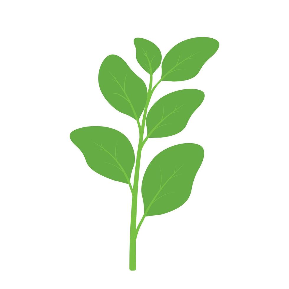 Flat spinach hand drawn vector clip art for animated vegetable leaf