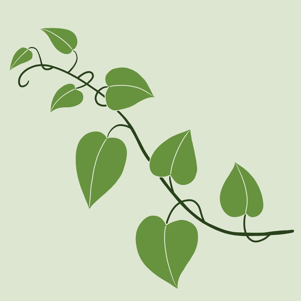 Simplicity ivy freehand drawing flat design. vector