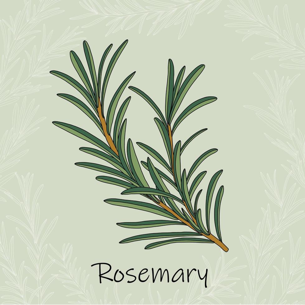 Doodle freehand sketch drawing of rosemary. vector