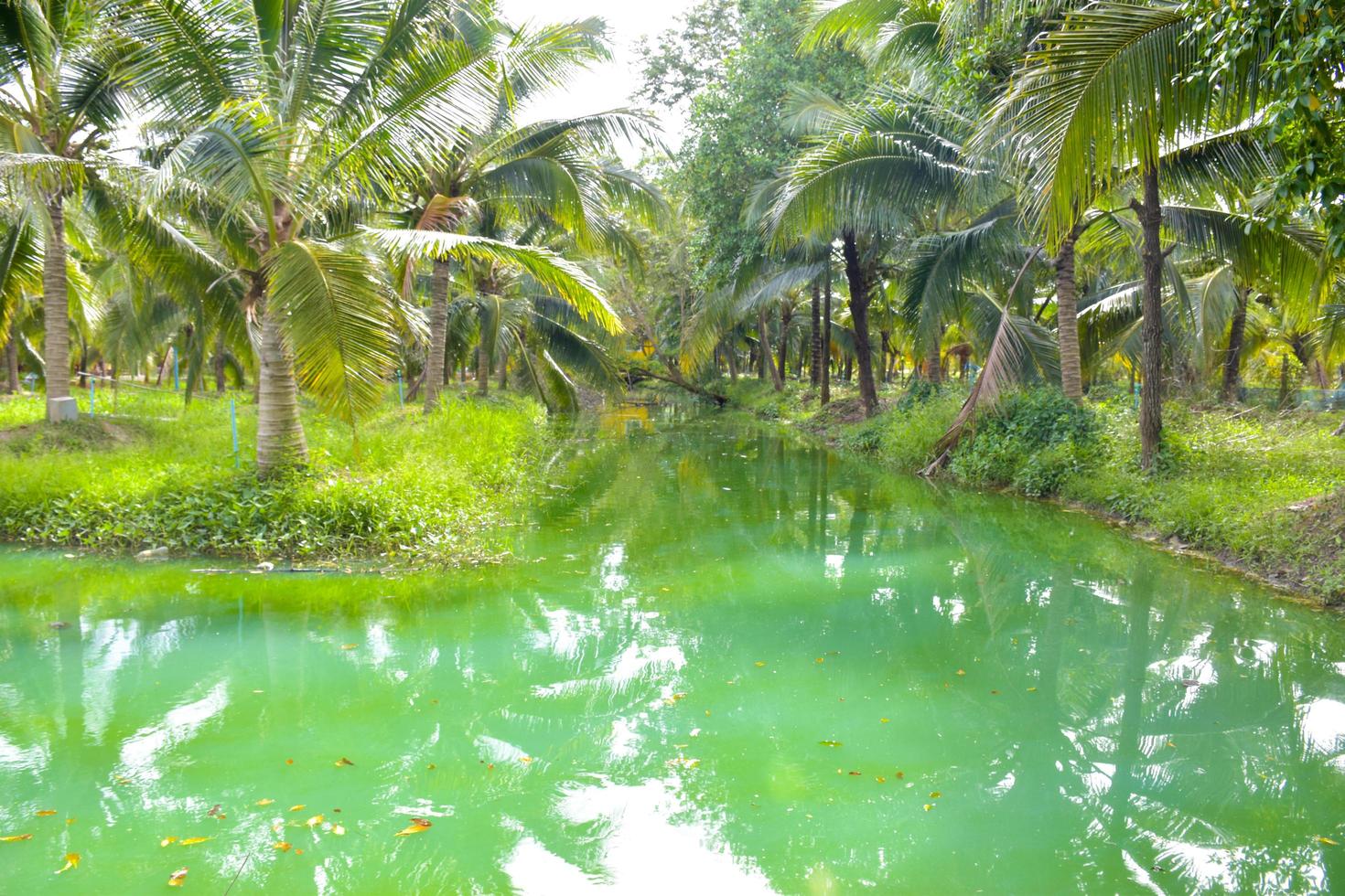 The blue water surface is surrounded by coconut groves in southern Thailand. photo