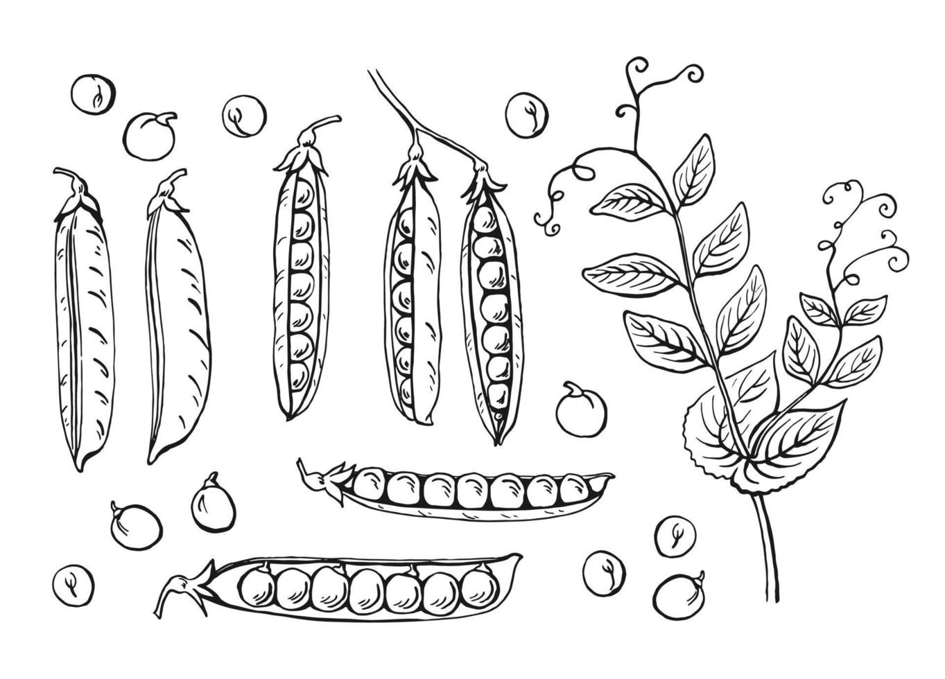 Peas pods sketch. Set. Hand drawn illustration converted to vector. Organic food illustration isolated on white background. vector