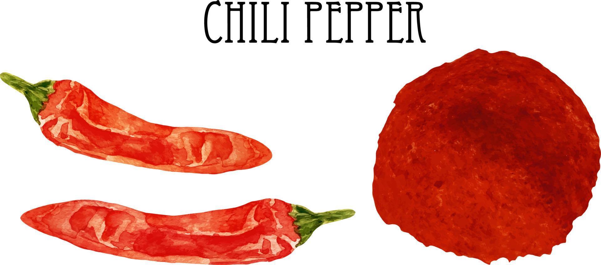 Watercolor fresh and dry red hot chili pepper. Kitchen spices and herbs set. vector