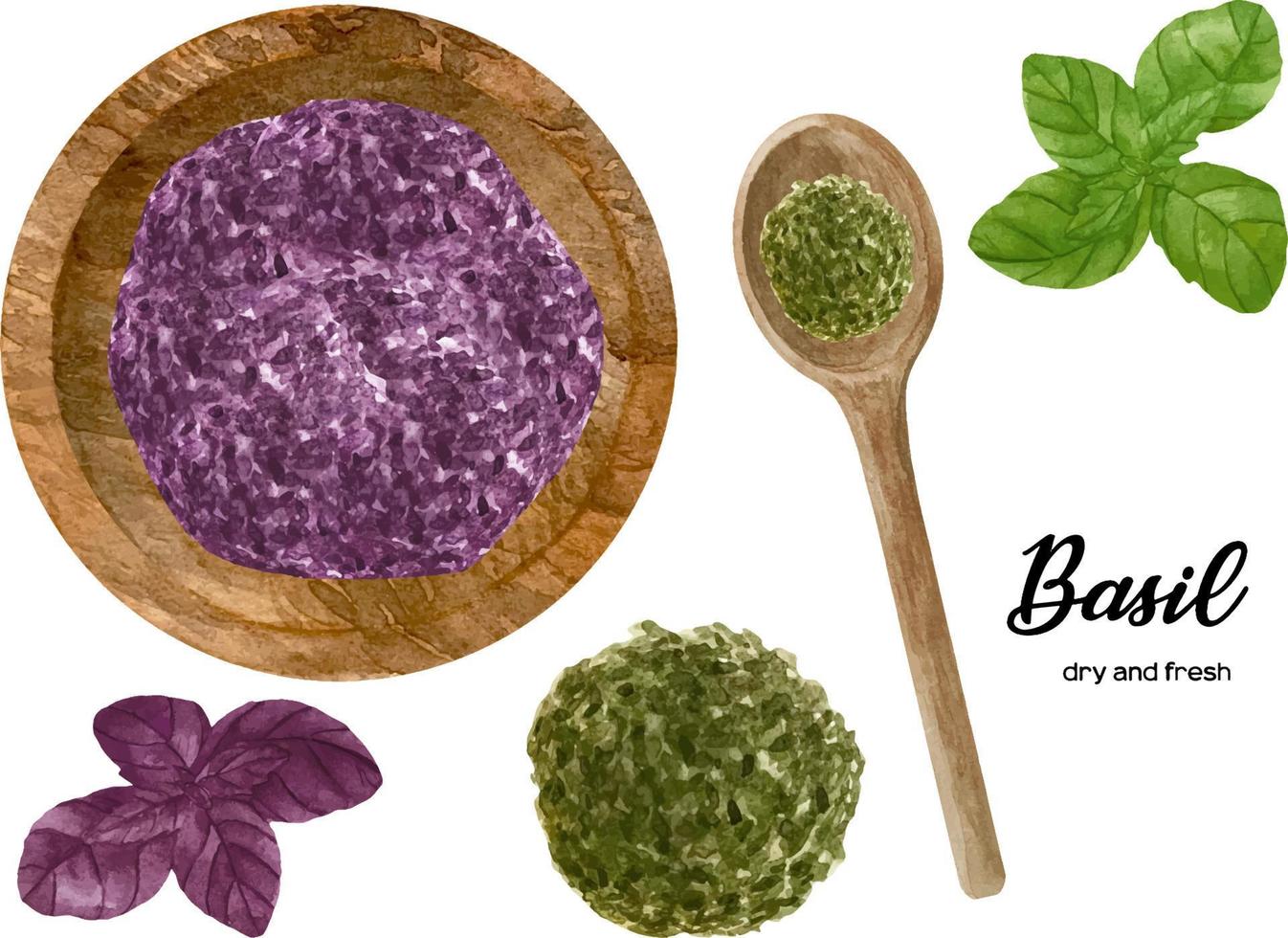 Watercolor fresh green and purple basil leaves. Dry basil in wooden bowl and spoon. Kitchen spices and herbs set. vector