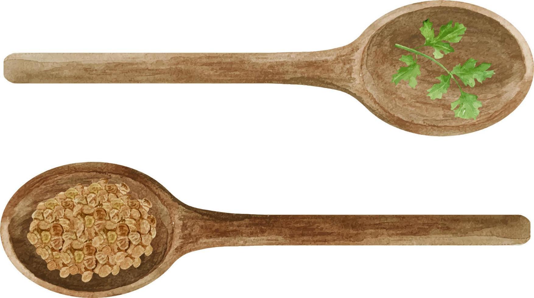 Watercolor fresh and dry coriander in wooden spoons. Kitchen cilantro spices and herbs set. vector