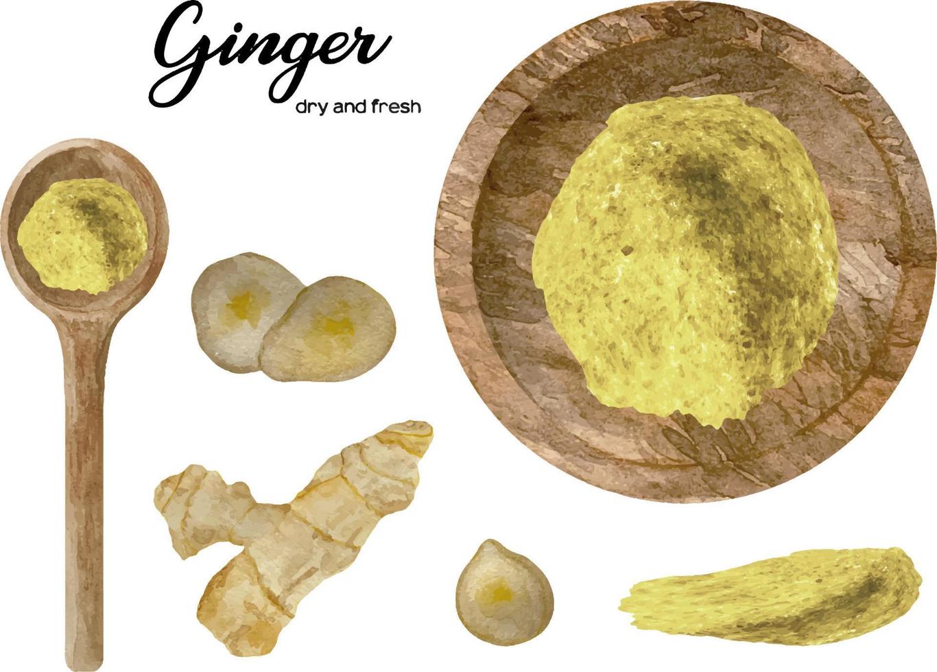 Watercolor fresh and dry ginger in wooden bowl and spoon. Kitche vector