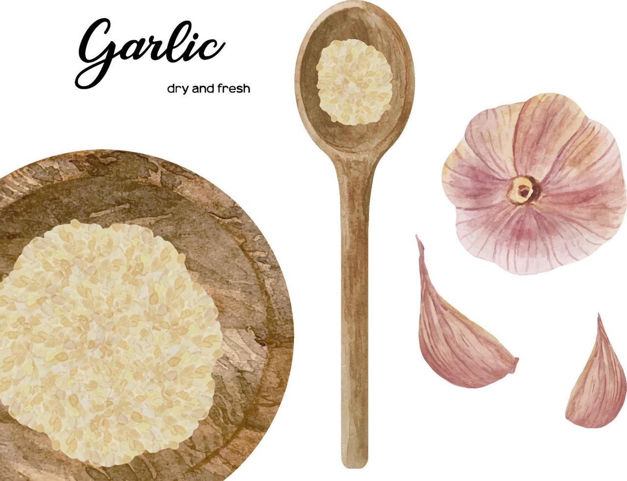 Watercolor fresh and dry garlic in wooden bowl and spoon. Kitchen spices and herbs set. vector